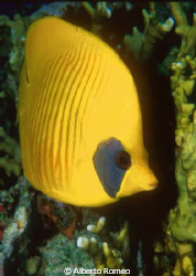 Portrait of a masked butterflyfish (Chaetodon semilarvatu... by Alberto Romeo 